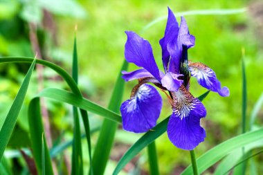 Mavi Sibirya İris çiçeği yeşil arka planda yakın plan