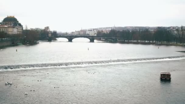 Gaivotas voam sobre Vltava . Filmagem De Stock Royalty-Free