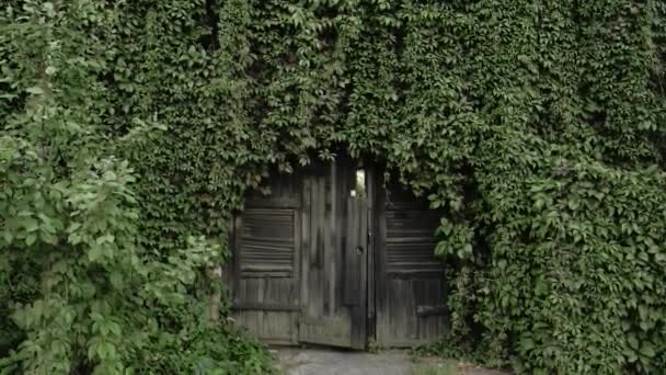 Portão de madeira velho coberto com uvas Filmagem De Stock