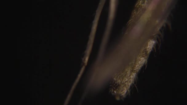 Komara pod mikroskopem — Wideo stockowe