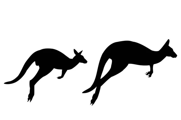Kangaroo siluett på vit bakgrund — Stockfoto