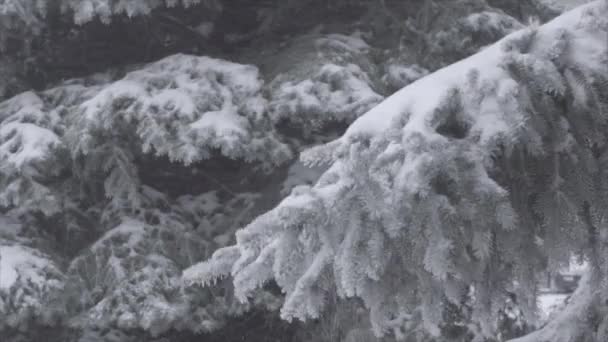Rama de árbol de Navidad en la nieve, 4k filmación sin clasificar en 120fps — Vídeo de stock