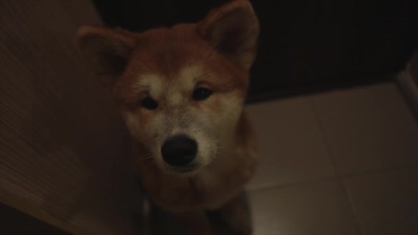 Roztomilý Akita Inu štěně 4k — Stock video