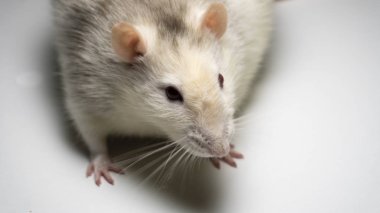 arka plan üzerinde süslü iri fare