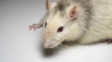 arka plan üzerinde süslü iri fare