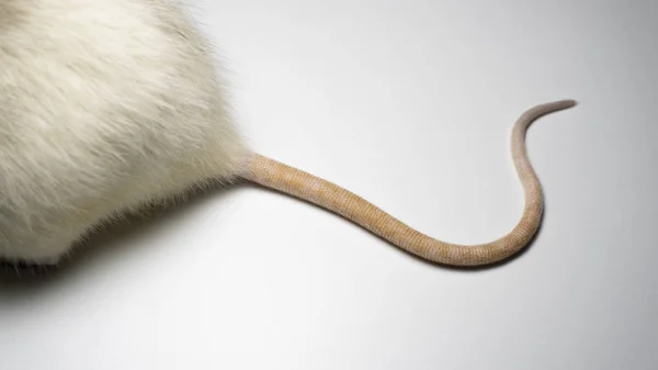 花哨的老鼠的背景 — 图库照片