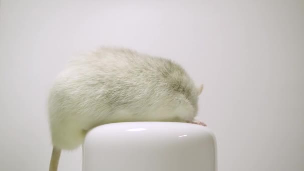 Niedliche Fantasievolle Ratte Auf Hintergrund — Stockvideo