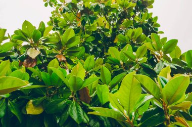 Manolya yeşil yaprakları.