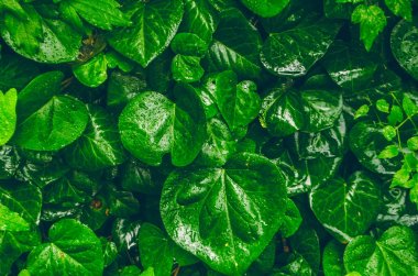 Yeşil yaprakların arka planı. Yağmurdan sonra damlalar