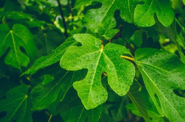 Saf çiy bir damla yaprakları üzerinde