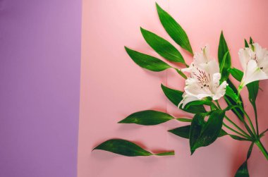Lily, İnka, beyaz alstroemeria.