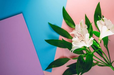 Beyaz alstroemeria. çiçek dekorasyon. üç renk arka plan. Yukarıdan görüntülemek