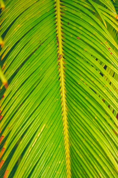 Feuilles Palmier Brillant Texture Arrière Plan — Photo