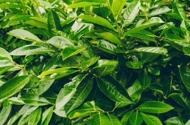 yeşil yaprakları. duvar kağıdı ve doku.