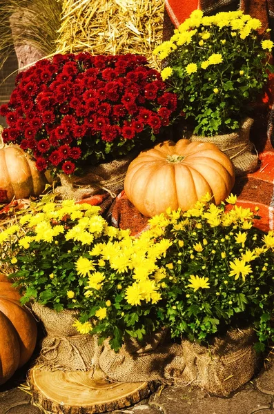 Decoración de otoño colorido. Calabazas y flores para calidez y calidez durante las vacaciones. humor de otoño —  Fotos de Stock