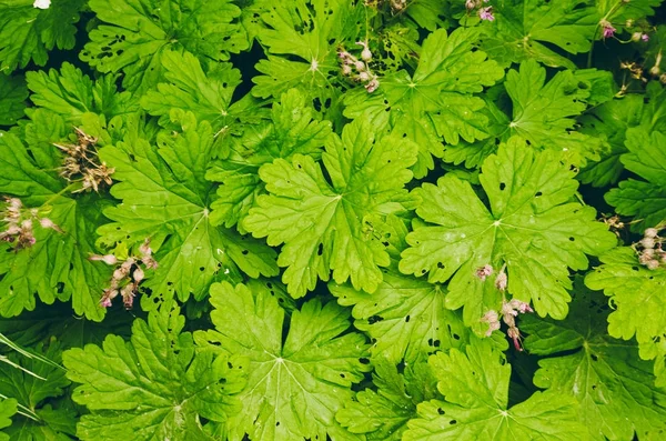 Bureaubladachtergrond. het patroon van groene bladeren. van bovenaf bekijken — Stockfoto