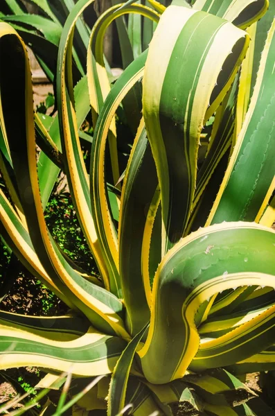 Velké stonky listů tropických rostlin. listový texturu — Stock fotografie