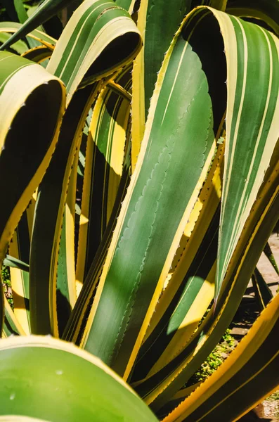 Grandes tiges de feuilles d'une plante tropicale. texture et fond . — Photo