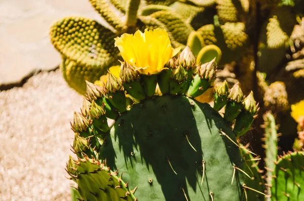 Fondo y textura. cactus con flores. espinas grandes —  Fotos de Stock