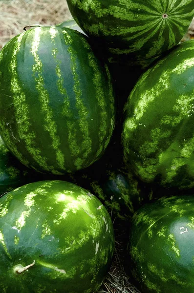 Reife Wassermelonen Liegen Auf Dem Gras — Stockfoto