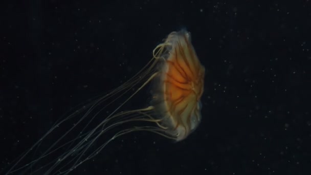 Маленькая, но опасная медуза. Морской поднебесный мир. океан и море. животное — стоковое видео