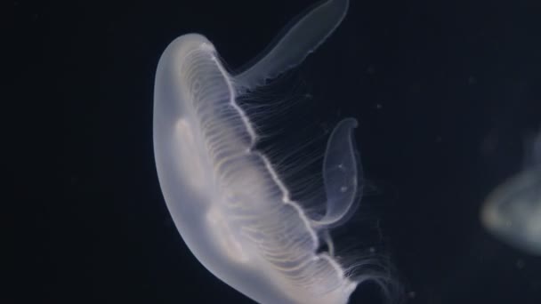 Hermosas medusas nadan en agua de mar. Océano. vida cotidiana en el mar — Vídeo de stock