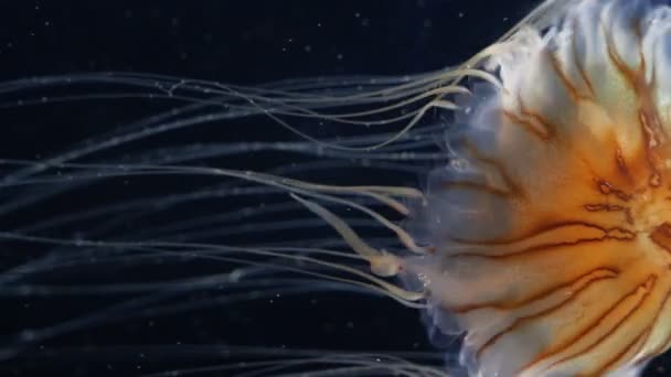 Marine resident. beautiful jellyfish, but dangerous. poisonous threads. ocean — Stock Video