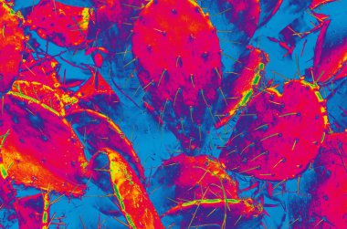 Tropik kaktüs. Neon renkleri. modern biçim