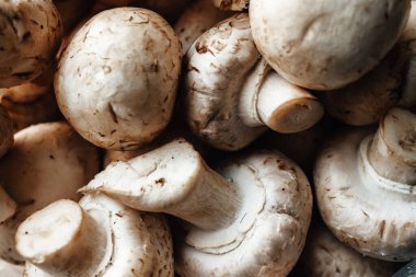 Doku. Bir sürü şampiyon. Sseps. en üstteki görünüm