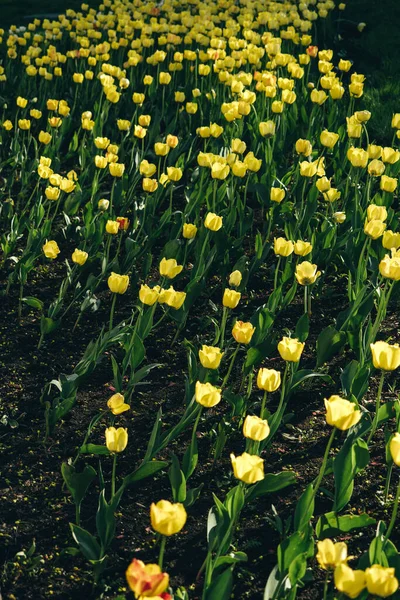 Żółty Tulipan Kwiaciarnia Ogrodnictwo Zielone Liście Plantacja — Zdjęcie stockowe