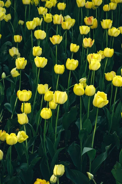 Żółty Tulipan Kwiaciarnia Ogrodnictwo Zielone Liście Plantacja Kwiaciarnia Wyrosła Kwiatów — Zdjęcie stockowe