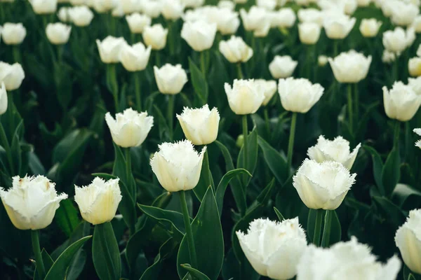 Białe Tulipany Ogrodnictwo Rosnące Kwiaty Domu — Zdjęcie stockowe
