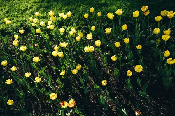 Żółty Tulipan Kwiaciarnia Ogrodnictwo Zielone Liście Plantacja Rosła Kwiaciarnia Kwiat — Zdjęcie stockowe
