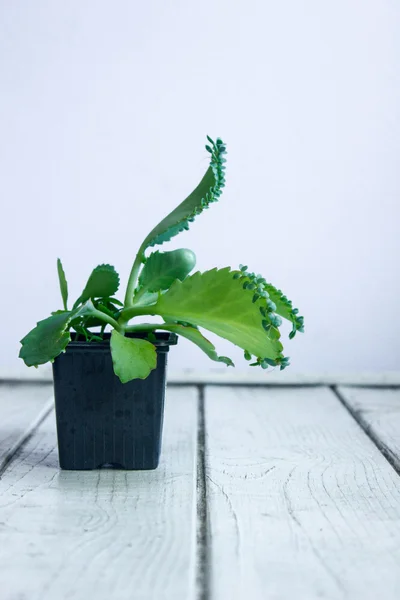 Kalanchoe pinnata home plant on grey background — Stock Photo, Image
