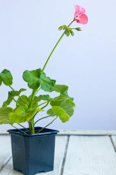 Flor de pelargonio rosa, geranio, cigüeñas, planta casera en maceta negra — Foto de Stock