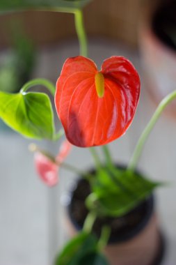 Tailflower, flamingo çiçeği ve laceleaf bilinen kırmızı antoryum. Anthurium andre kahverengi toprak kap içinde.