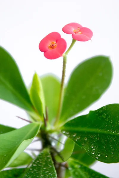Corona de espinas, Cristo Espina. Euphorbia milii - Planta de origen —  Fotos de Stock