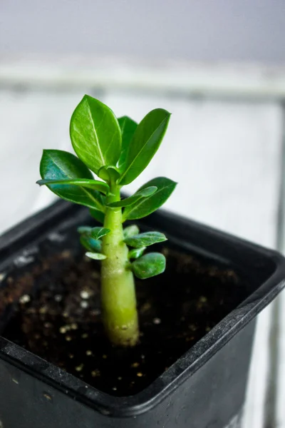 Adenium obesum. Desert Rose. Impala Lily. Mock Azalea — Stock Photo, Image