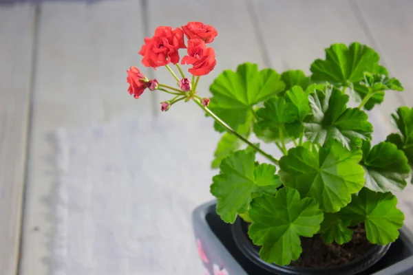 Rosebud pelargonium. Heranio rojo, conocido como pelargonio, flores de primer plano —  Fotos de Stock