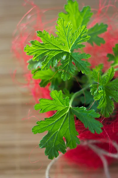 Pelargonium leaves. Lemon scented pelargonium - home plant in red flowerpot.