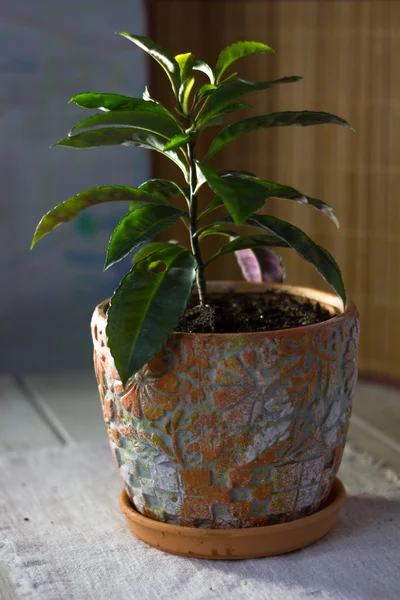 Plantación casera - Ardisia polycephala, planta tropical que cultiva en casa. Ardisia planta en maceta de arcilla . — Foto de Stock