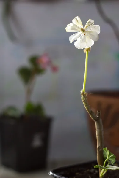 Pélargonium. Fleur blanche de pélargonium - plante populaire à la maison. — Photo