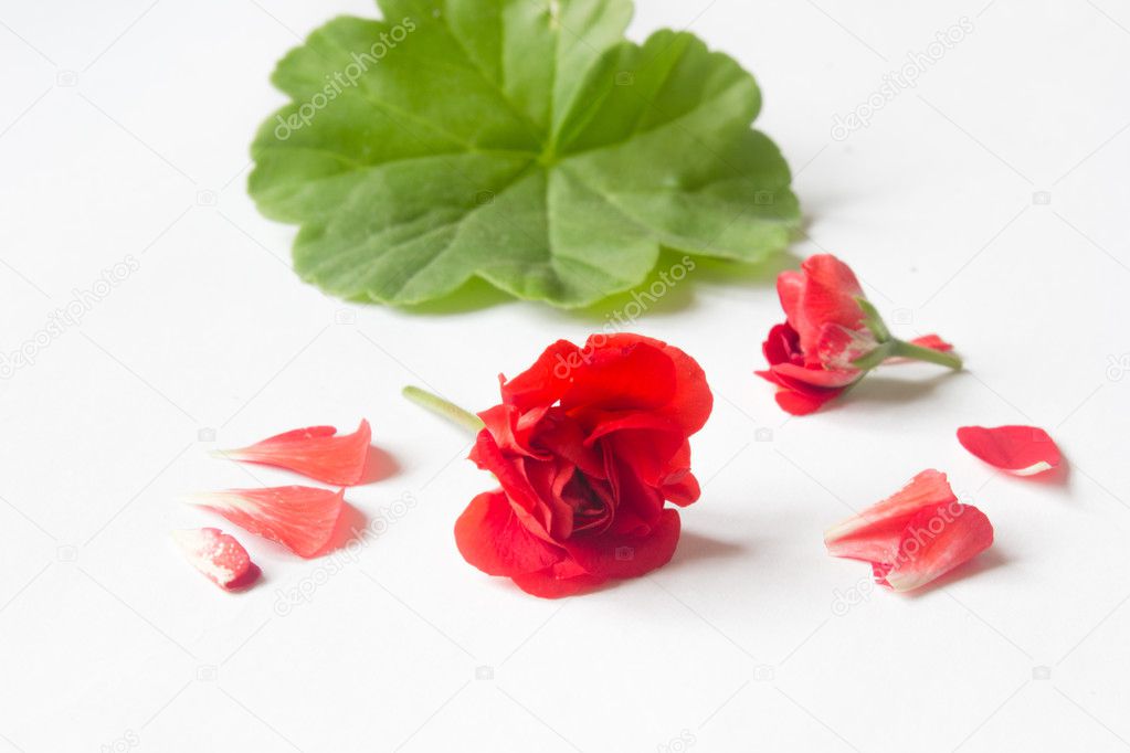 Rosebud pelargonium. Red heranium, known as pelargonium, flowers close-up on white background.