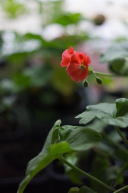 Kırmızı ıtır çiçeği. Itır - ev bitki tür.