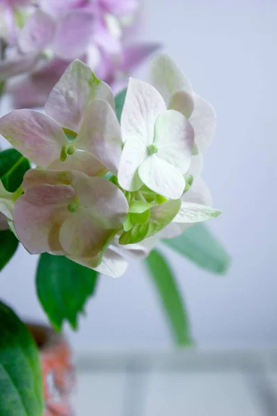 수 국, 집 식물의 보기 꽃 가까이 — 스톡 사진