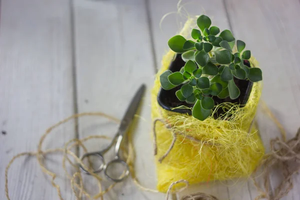 Aichryson succulent plant in a yellow pot - home plant. — Stock Photo, Image