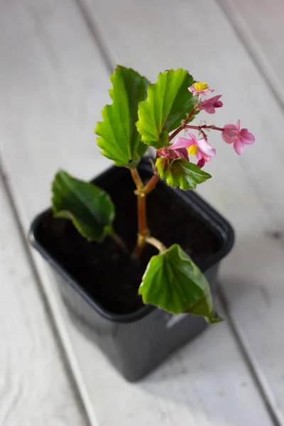 Begonia blomma i blomkruka - hem växt — Stockfoto