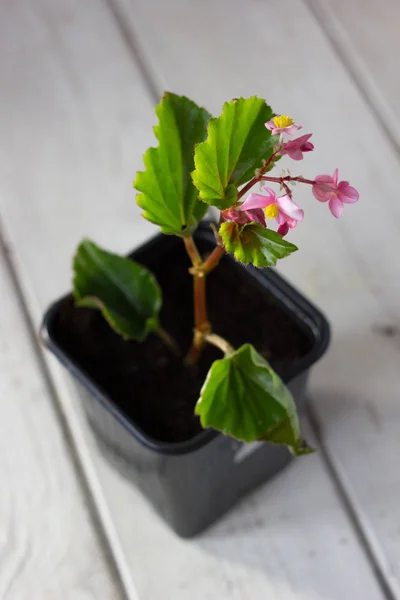 Begonia flower in flowerpot - home plant — Stock Photo, Image