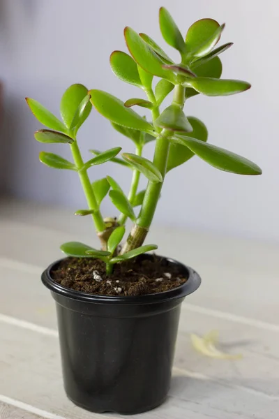 De succulente installatie Crassula ovata genoemd Jade Plant of geld Plant in zwarte pot. — Stockfoto