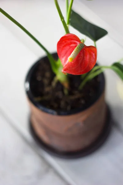 Anthurium rojo conocido como flor de sastre, flor de flamenco y laceleaf. Anthurium andre en maceta de barro marrón . — Foto de Stock